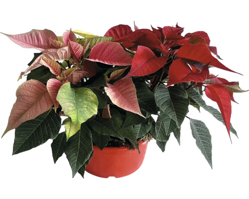 Vianočná ruža Poinsettia dekoračná miska TRIO Ø 21 cm