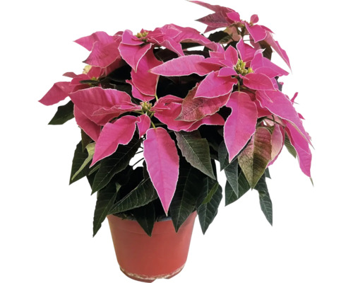 Vianočná ruža viacvýhonková Poinsettia J'Ador kvetináč Ø 14 cm