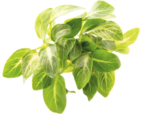 Zelená umelá rastlina s listami