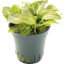 Anubias barteri v kvetináči