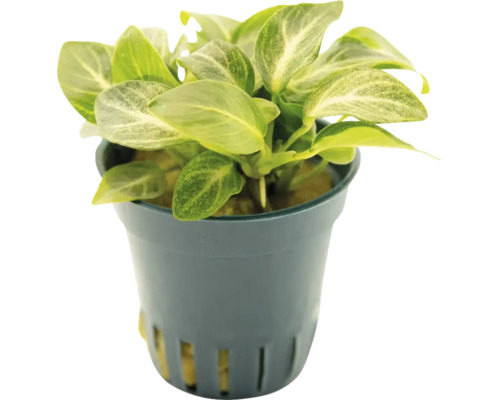 Anubias barteri v kvetináči