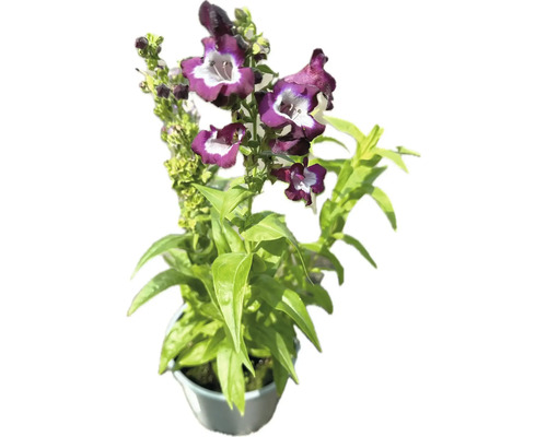 Penstemon FloraSelf Penstemon x hybrid 10-30 cm kvetináč 3 l