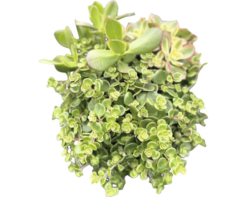 Sukulentná rastlina s malými listami