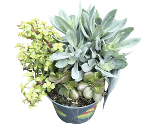 Aranžmán sukulentov v kvetináči