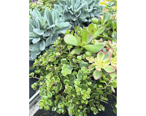 Detailný záber rôznych zelených sukulentov