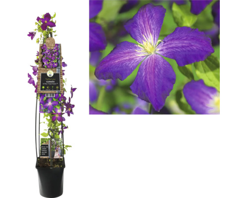 Plamienok v kvetináči s fialovými kvetmi