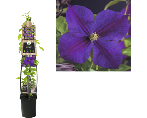 Plamienok v kvetináči s mriežkovou konštrukciou a fialovým kvetom