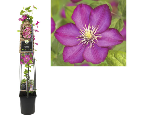 Plamienok v kvetináči s popínavou oporou