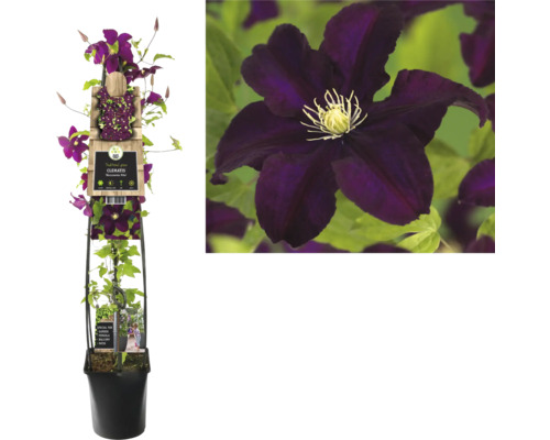 Plamienok v kvetináči s popínavou oporou