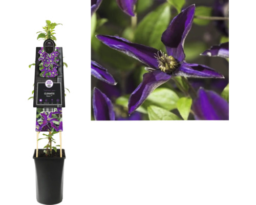 Plamienok Noora v kvetináči