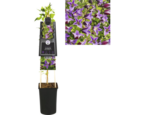 Plamienok v kvetináči s fialovými kvetmi