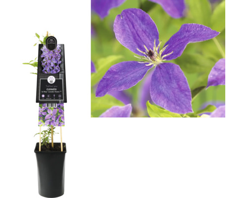 Plamienok v kvetináči s fialovými kvetmi.