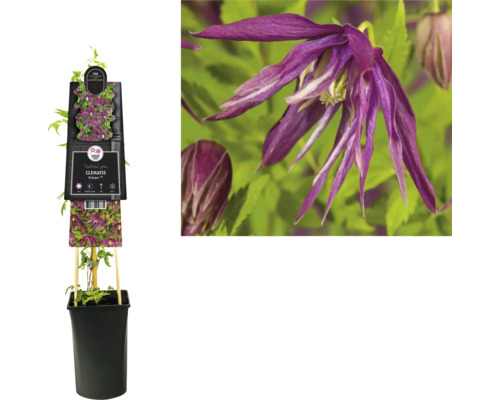 Plamienok v kvetináči s mrežovou oporou