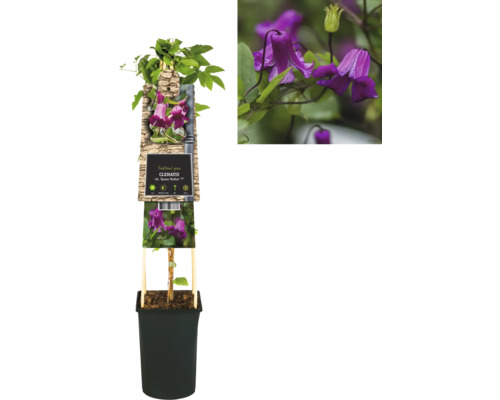 Plamienok v kvetináči