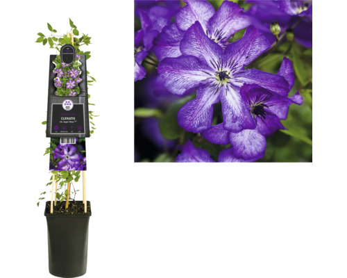 Plamienok v kvetináči s popínavou oporou a fialovými kvetmi