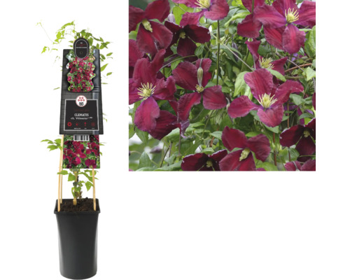 Plamienok ''Viticella'' v kvetináči s podperou a kvitnúci plamienok