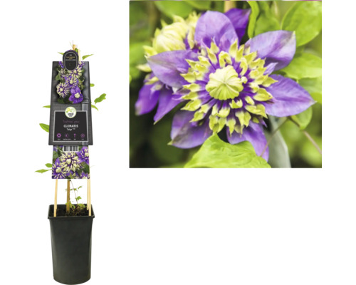 Plamienok ''Taiga'' v kvetináči s podperou