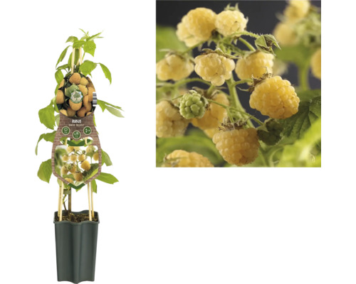 Zlatožltá rastlina maliny v kvetináči so žltými malinami na konároch