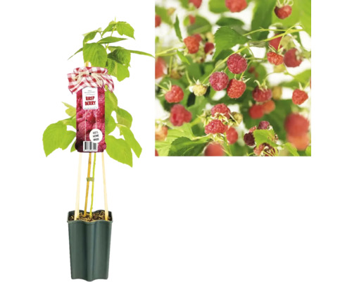 Rastlina maliny v kvetináči s dozretými plodmi