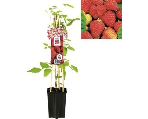 Sadenica maliny v kvetináči s etiketou