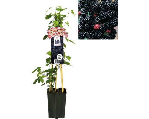 Ostružina v kvetináči s plodmi