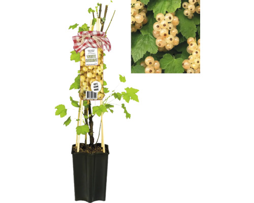 Biely ríbezľa v kvetináči s oporou a detailným záberom bobúľ