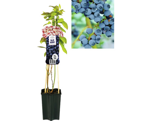 Rastlina čučoriedky v kvetináči s detailným záberom plodov