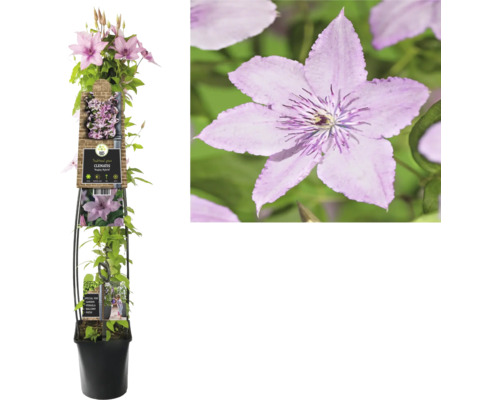 Plamienok v kvetináči s popínavou oporou a fialovými kvetmi