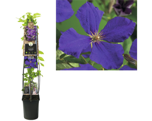 Plamienok v kvetináči s popínavou oporou