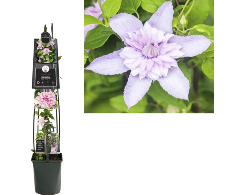 Plamienok Multi Pink v kvetináči s popínavou podperou