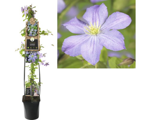 Plamienok Prince Charles v kvetináči s mriežkou