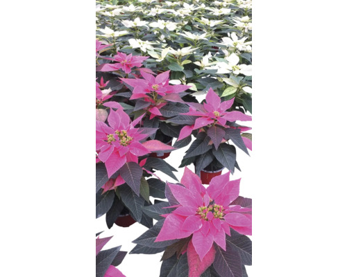 Vianočná ruža jednovýhonková Poinsettia J'Ador kvetináč Ø 11 cm