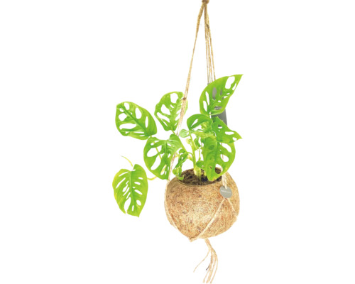 Kokedama závesná FloraSelf monstera výška vr. kvetináča cca 30 cm kvetináč Ø 17 cm Kokedama závesná FloraSelf monstera výška vr. kvetináča cca 30 cm kvetináč Ø 17 cm