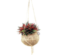Peperómia v závesnom kvetináči kokedama FloraSelf Peperomia kvetináč Ø 15 cm