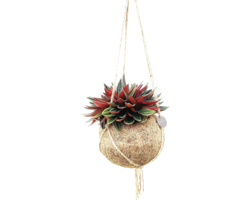 Peperómia v závesnom kvetináči kokodama FloraSelf Peperomia kvetináč Ø 15 cm