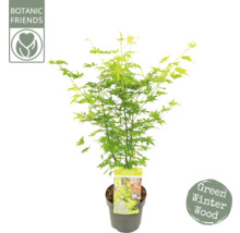 Javor dlanitolistý FloraSelf Acer Palmatum 'Going Green' kvetináč Ø 19 cm