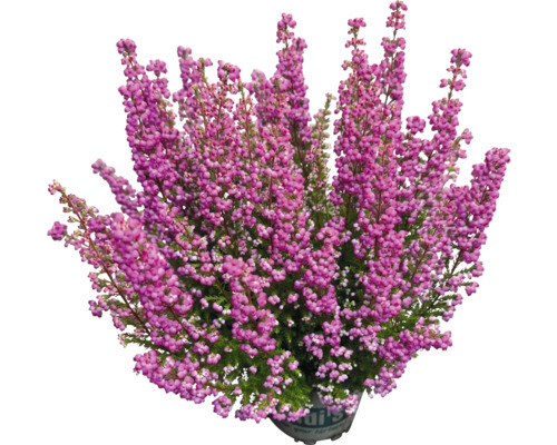 Vresovec v kvetináči