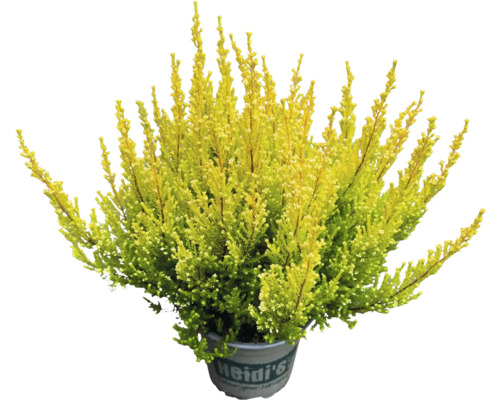 Vres obyčajný v kvetináči