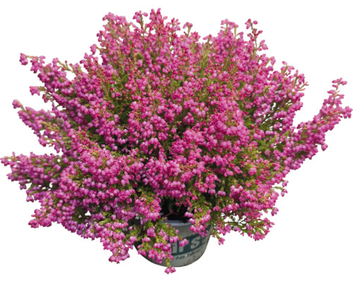 Vresovec v kvetináči s ružovými kvetmi