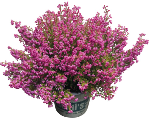 Vres obyčajný v kvetináči