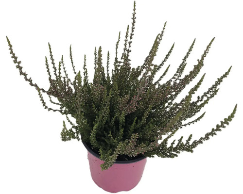 Vres obyčajný v kvetináči