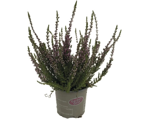 Vres obyčajný v kvetináči