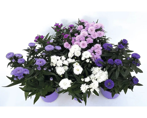 Jesenné astry v rôznych odtieňoch v kvetináči