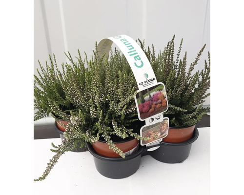 Tri rastliny vresu v kvetináčoch