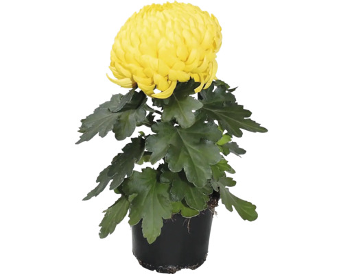 Chryzantéma veľkokvetá Chrysanthemum 1 kvet kvetináč Ø 10 cm 1 ks, rôzne druhy