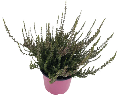 Vres obyčajný Calluna vulgaris Twingirls® kvetináč Ø 12 cm