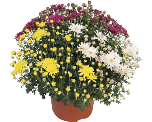 Chryzantéma multiflora Chrysanthemum multiflora Trio kvetináč Ø 17 cm 1 ks, rôzne farby