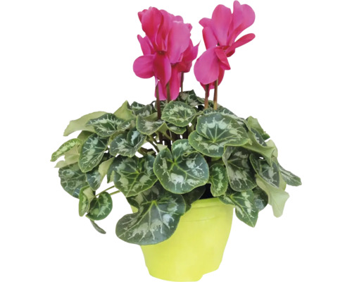 Cyklámen Cyclamen kvetináč Ø 17 cm