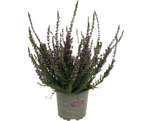 Vres mix Calluna vulgaris "Garden Girls" kvetináč Ø 13 cm 1 ks, rôzne druhy