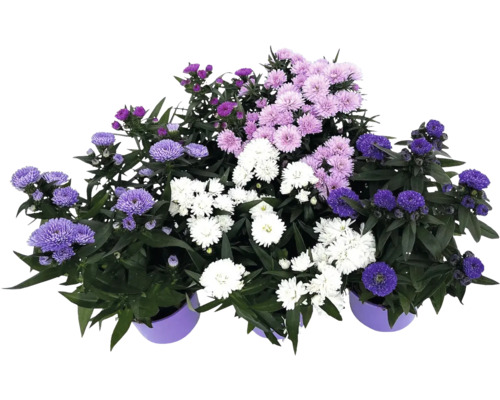 Kvitnúce črepníkové rastliny s astrami vo fialovej a bielej farbe